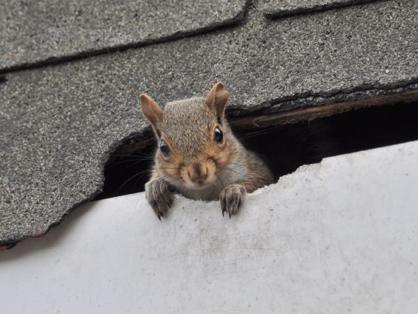 Panama City Wildlife Removal