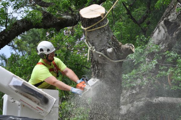 Panama City Tree Trimming